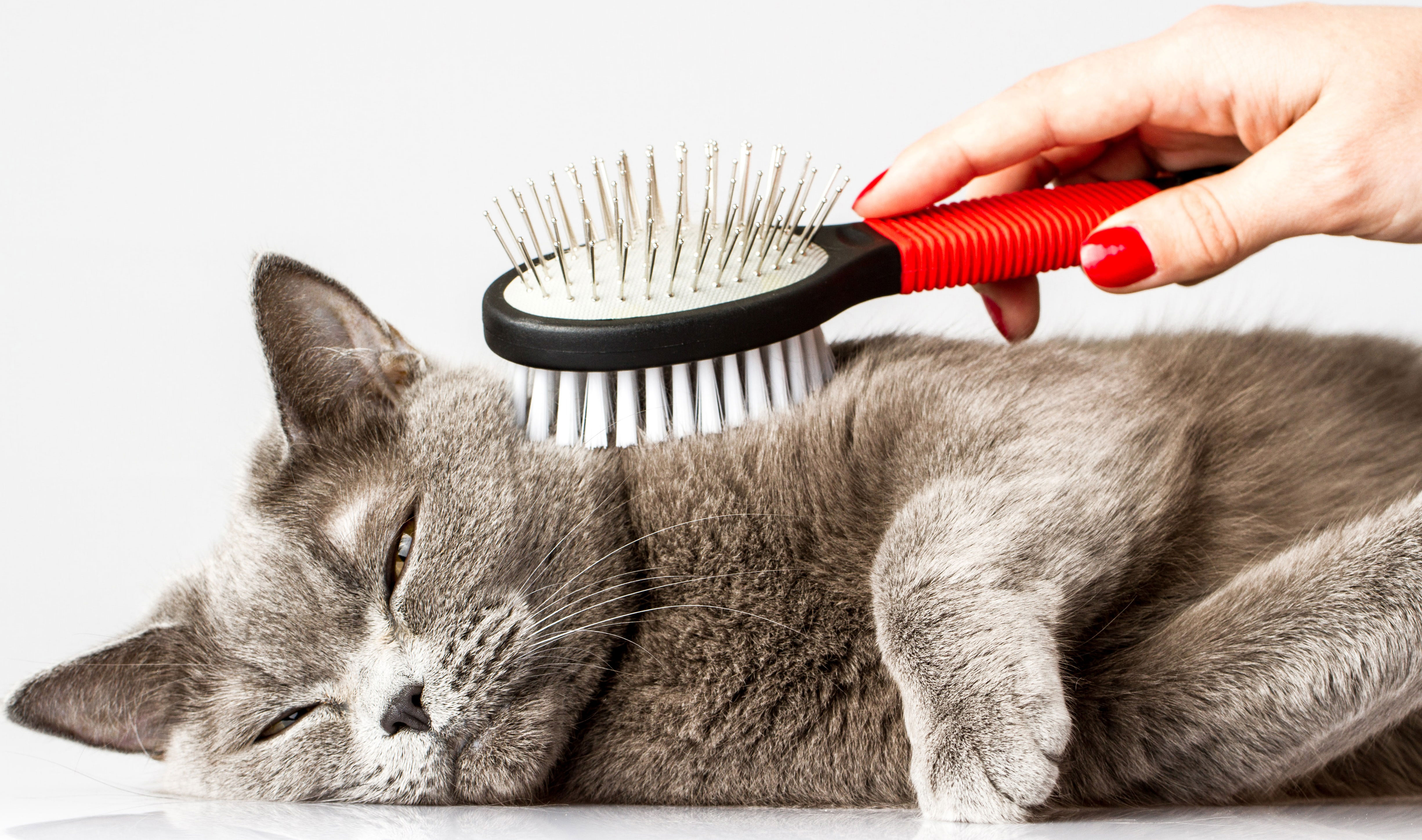 Cat Grooming In Townsville By Industry Experts Loretta Pet Styles